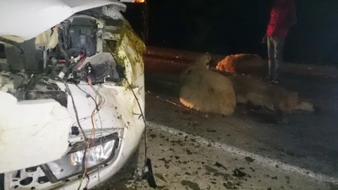 Şanlıurfa'da 30 Hayvan Telef Oldu