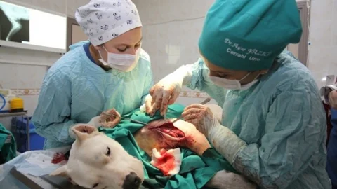 (Özel Haber) Pitbull Zannedip Silahla Vurdular