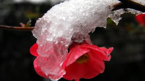 Çiçekler Beyazlar Altında