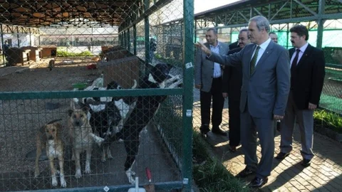 CHP'nin Barınak Hayvanlarının Satıldığı İddiasına Altepe'den Cevap