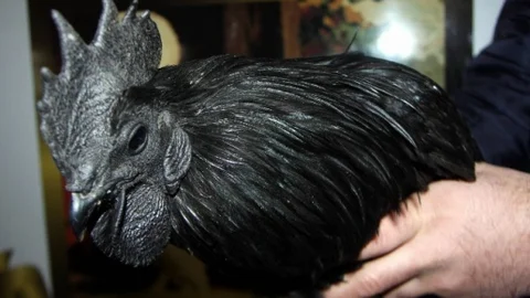 (Özel Haber) Bu Tavuklar Araba Fiyatına Satılıyor