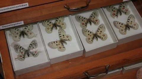 Bakanlık 54 Böcek Tespit Etti