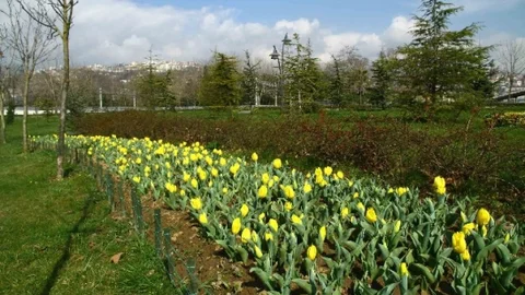 Laleler Güzelliklerini Sergilemeye Başladı