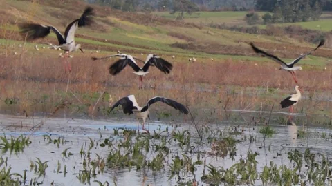 Baharın Habercisi Leylekler Bursa'ya Gelmeye Başladı.