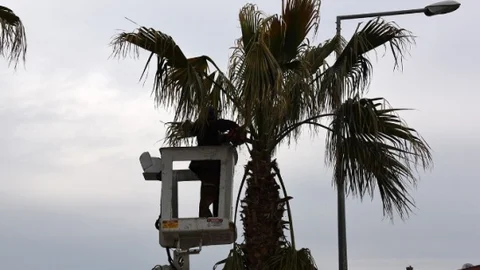 Aliağa'da Ağaçlar Budanıyor
