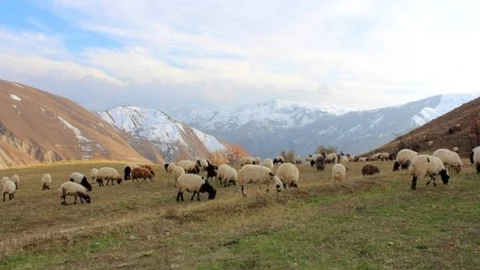 Karlar Eridi Hayvan Sahiplerinin Yüzü Güldü