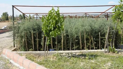 Malatya Büyükşehir Belediyesi'nden 1 Milyon Fidan Dikimi