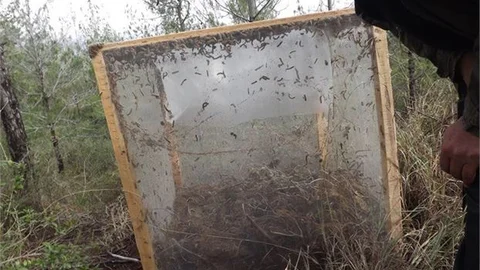 Biyolojik Mücadelede Tel Kafes Yöntemi