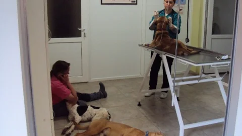 Alanya'da Köpeklerin Zehirlendiği İddiası