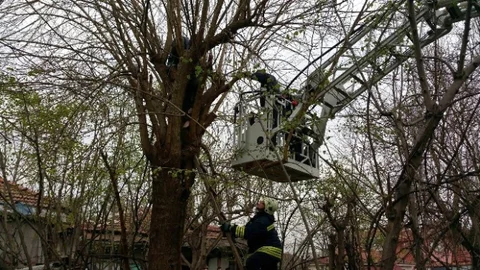 Budamak İçin Çıktığı Ağaçta Mahsur Kaldı