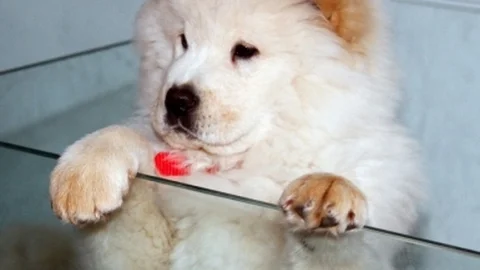 Rizeli'nin Çin Aslanı Sevgisi