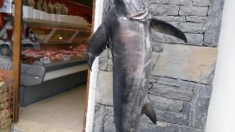 Datçalı Balıkçının Oltasına Kılıç Balığı Takıldı