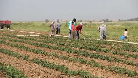 Mevsimlik İşçi Ücretleri Arttı