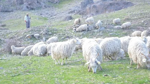 Ankara Birlik Kuzuların Sesi Olacak