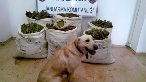 Diyarbakır'da 102 Kilogram Esrar Ele Geçirildi