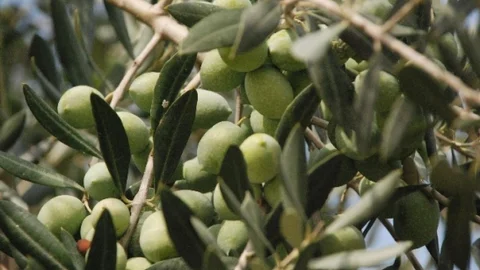 Aydınlı Zeytinciye Halkalı Leke İlaçlama Uyarısı