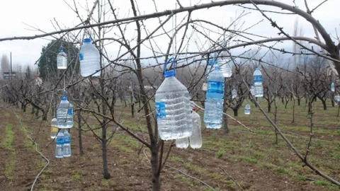 Ağaç Dallarına Pet Şişe Asan Çiftçinin İlginç Yöntemi