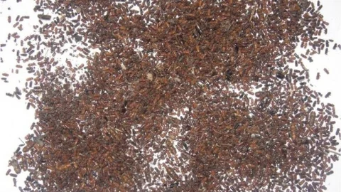 Ormanlar Böcek Tehdidinde