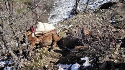 Mahkeme Kararıyla Öldürülen Katırlara Köylü Tepkisi