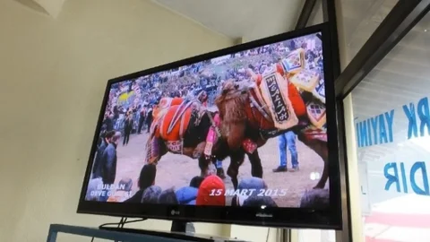 Bu Kahvede Sadece Deve Güreşi Videoları İzleniyor