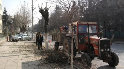 Büyükşehir'den Budama Çalışmaları