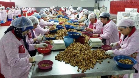 Aydın'da Organik Tarım Denetimleri Devam Ediyor