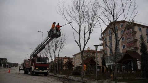 Ağaçlara Bakım Yapıldı