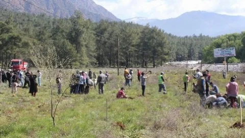 Köyceğiz'de Sığla Dikim Şenliği Düzenlendi