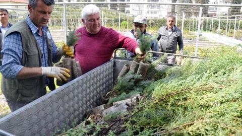 İzmir'de Yanan Ormanlık Alan Ağaçlandırıldı
