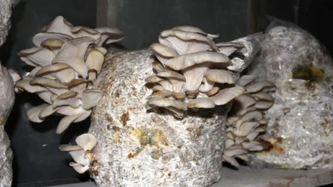 (Özel Haber) Köylüleriyle İddiaya Girdi İstiridye Mantarı Yetiştirmeye Başladı