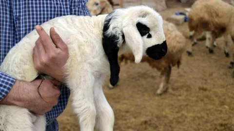 Beş Ayaklı Kuzu Görenleri Şaşırttı