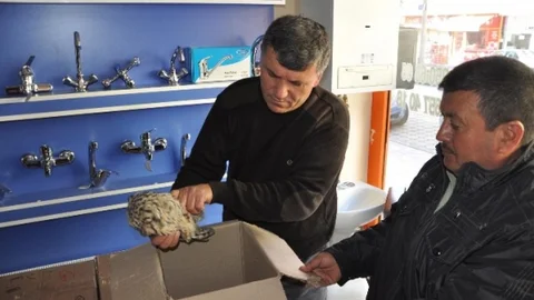 Sorgun'da Yaralı Puhu Kuşuna Esnaf Sahip Çıktı
