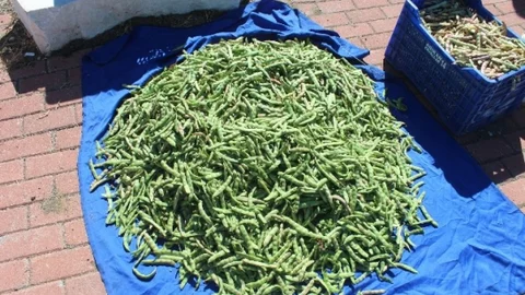 Konya'da En Fazla Taze Fasulye Derbent'te Üretiliyor