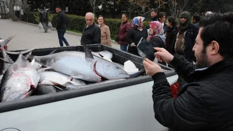 Kaçak Avlanan Orkinoslara El Konuldu
