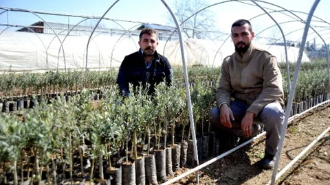200 Milyon Zeytin Ağacı Hedefinin Yüzde 80'ini Orhangazi Karşıladı