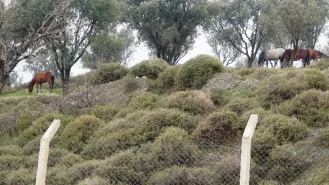 Yılkı Atları Üniversiteye İndi