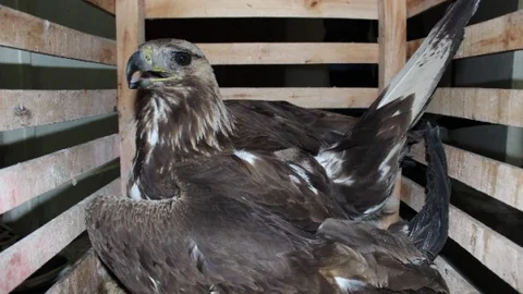 Adıyaman'da Yaralı Kaya Kartalı