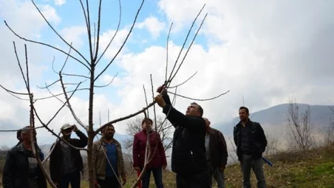 Sultanhisar'da Budama Eğitimi Verildi