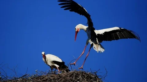 Uluabat Gölü'nde Leylekler Yuvalandı