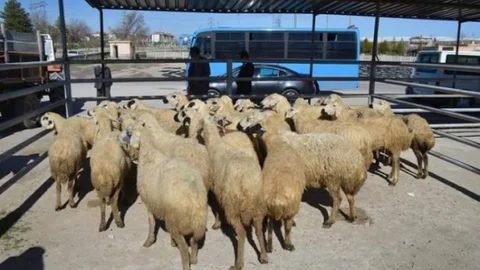 Bor'da Koyun Dağıtımı Yapıldı