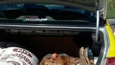 Trabzon'da Taksinin Bagajında Buzağı Yolculuğu