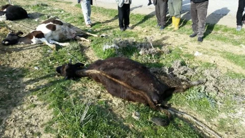 Yozgat'ta İnekler Elektrik Akımına Kapıldı