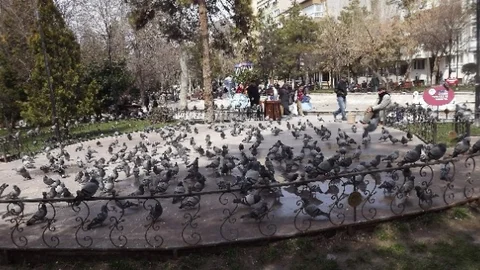 Eskişehir'de Güvercinlerin Durumu