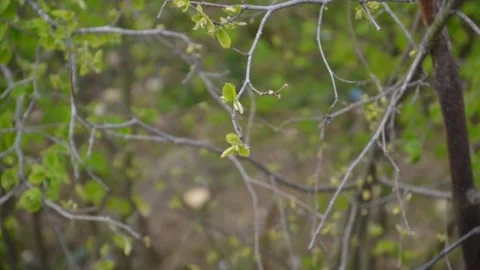 Fındık Üretiminde Umut Var