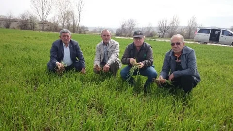Bursa'da Buğday Hastalığı Korkusu
