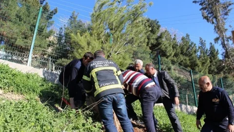 Mardin'de Ağaç Dikimi Etkinliği
