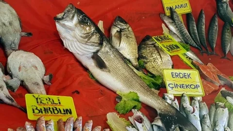 Bandırma'da Büyük Levrek Yakalandı