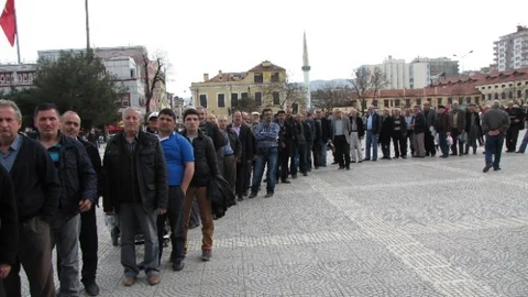 Samsun'da Fıstık Çamı Dağıtımı