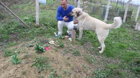 Ordu'da Sadık Kangal Köpeği
