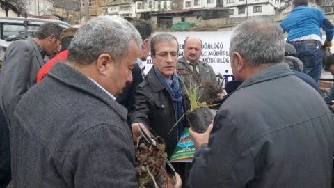 Küre'de Ücretsiz Fidan Dağıtımı